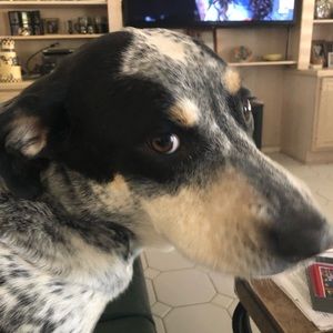 Meet your Posher Monster